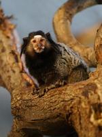 Black tufted marmoset photo