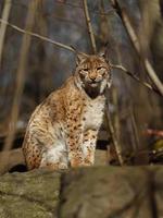 Eurasian lynx on stone photo