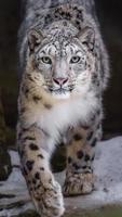 Snow leopard in zoo photo