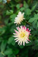 White and pink terry needle dahlia in the garden photo