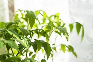 Seedlings of tomatoes on window, growth and development of plants, growing vegetables, eco organic gardening, sprouts, copy space photo