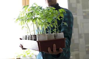 Young man in checkered jacket holding in hands pallet with tomato seedlings growing in eco paper cups against background of light window, organic growing of vegetables, gardening photo