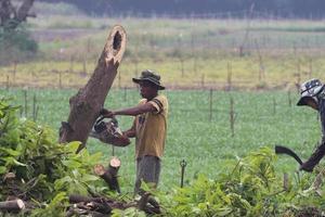 Professional loggers chopping down trees in the forest for paper mills and burning charcoal is a traditional occupation in the countryside- Nakhon Pathom, Thailand-30-10-2020 photo