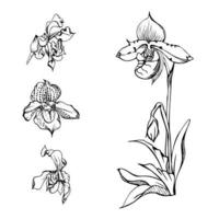 Hand drawn vector ink orchid flowers, stems, leaves, monochrome, detailed outline. Composition with branches. Isolated on white background. Design for wall art, wedding, print, tattoo, cover, card.