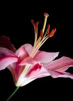 Lily Flower Photograph on black background photo