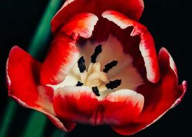 Macro Red Flower Photograph photo