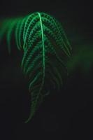 Green Fern Flower Photograph photo