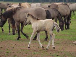 wild german horses photo