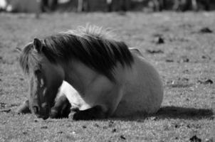 horses on a german meadow photo