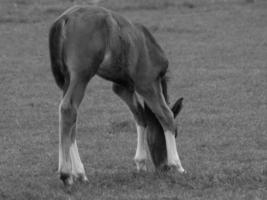 caballos en un prado alemán foto