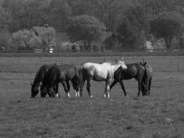 horses on a german meadow photo