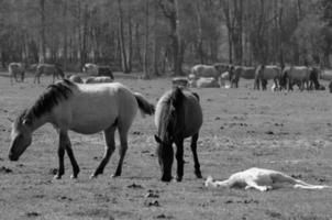 horses on a german meadow photo