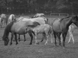 horses on a german meadow photo