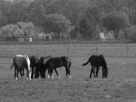 horses on a german meadow photo