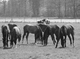 horses on a german meadow photo