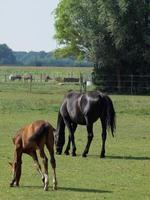 horses on a german meadow photo