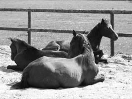 horses on a german meadow photo