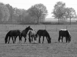 horses on a german meadow photo