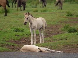 horses and foals in germany photo