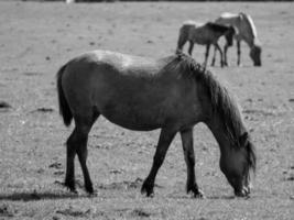 horses on a german meadow photo