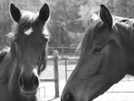 horses on a german meadow photo