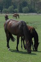 horses on a german meadow photo