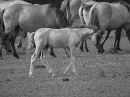 wild horses on a meadow photo