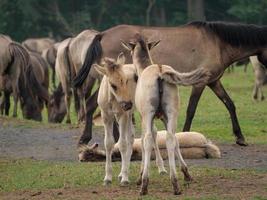 caballos y potros en alemania foto