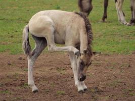 horses and foals in germany photo