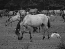 salvaje caballos en un prado foto