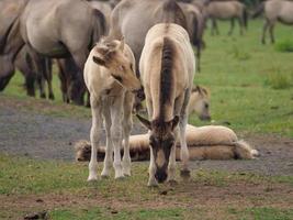 caballos y potros en alemania foto