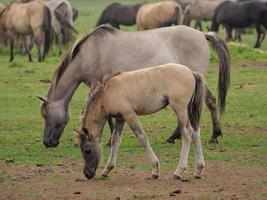 horses and foals in germany photo