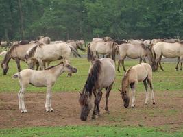 caballos y potros en alemania foto