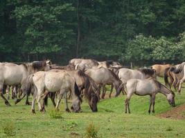 caballos y potros en alemania foto