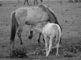 salvaje caballos en un prado foto