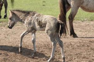 wild german horses photo