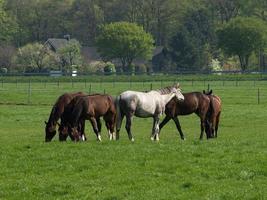 muchos caballos en Alemania foto