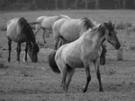 wild horses on a meadow photo