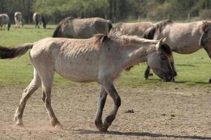 wild german horses photo