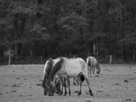 salvaje caballos en un campo foto