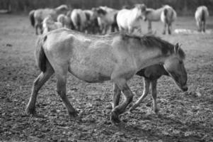 wild horses on a field photo