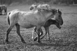 wild horses on a field photo