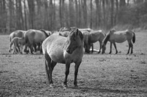 salvaje caballos en un campo foto