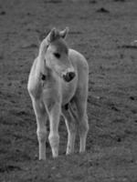 wild horses on a field photo