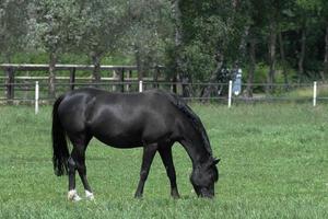 caballos en un prado alemán foto