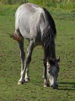 horses on a field in germany photo