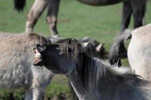 caballos en un prado alemán foto