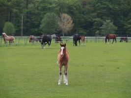 horses on a german meadow photo