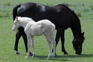 horses on a german meadow photo