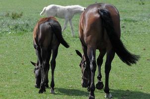 caballos en un prado alemán foto